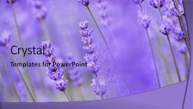 Presentation with lavender flowers - Beautiful theme featuring lavender flowers backdrop and a light blue colored foreground