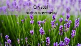  Presentation with floral border lavender flowers - Amazing slides having lavender flowers backdrop and a light blue colored foreground