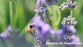  Presentation with bee - Presentation theme consisting of lavender-garden-and-bee-close background and a violet colored foreground