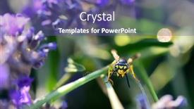  Presentation with bee - Slide deck having lavender-garden-and-bee-close background and a violet colored foreground