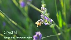  Presentation with bee - Presentation with lavender-garden-and-bee-close background and a tawny brown colored foreground
