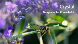  Presentation with bee - Presentation design consisting of lavender-garden-and-bee-close background and a violet colored foreground