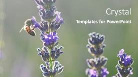  Presentation with lavender - Slides with lavender-garden-and-bee-close background and a gray colored foreground