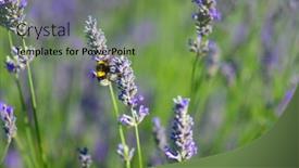 Presentation with bee - Theme featuring lavender-garden-and-bee-close background and a seafoam green colored foreground