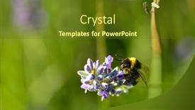  Presentation with lavender - PPT layouts with lavender-garden-and-bee-close background and a tawny brown colored foreground