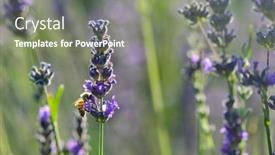  Presentation with bee - Presentation consisting of lavender-garden-and-bee-close background and a seafoam green colored foreground