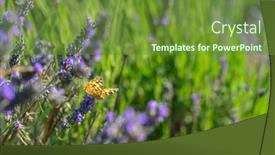  Presentation with lavender - PPT layouts having lavender-garden-and-butterfly-close background and a tawny brown colored foreground