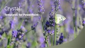  Presentation with lavender - Presentation design enhanced with lavender-garden-and-butterfly-close background and a gray colored foreground