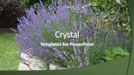  Presentation with lavender - Audience pleasing slide deck consisting of lavender growing in garden backdrop and a gray colored foreground