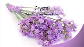  Presentation with posy - Audience pleasing PPT layouts consisting of lavender herb flower posy isolated over white background lavandula angustifolia munstead backdrop and a white colored foreground