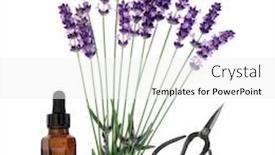  Presentation with aromatherapy oil - Presentation theme enhanced with lavender herb flower stems with aromatherapy essential oil bottle and scissors over white background lavandula angustifolia background and a white colored foreground