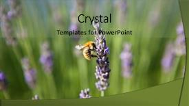  Presentation with honey bee - PPT layouts having glass of wine red grape isolated on black background background and a violet colored foreground