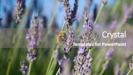  Presentation with honey bee - Amazing presentation theme having lavender - honey bee on lavender in provence backdrop and a gray colored foreground