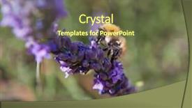  Presentation with honey bee - Colorful slides enhanced with lavender - honey bee on lavender in provence backdrop and a tawny brown colored foreground