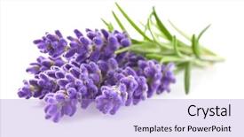  Presentation with lavender flowers - Amazing slide set having lavender in closeup backdrop and a light blue colored foreground
