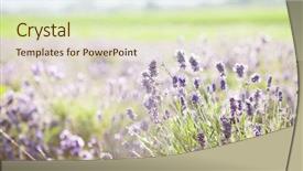  Presentation with lavender flowers - Presentation theme with lavender in the field background and a soft green colored foreground