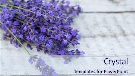  Presentation with medicinal plant - PPT theme enhanced with lavender on a wooden background medicinal plant in bloom background and a sky blue colored foreground