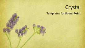  Presentation with lavender - Colorful presentation design enhanced with blue green herbal border - lavender on paper background backdrop and a yellow colored foreground