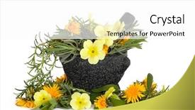  Presentation with sage - Presentation with lavender rosemary and sage herb leaves with viola primrose and dandelion flowers in a granite mortar with pestle over white background background and a white colored foreground