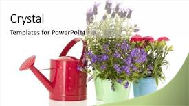  Presentation with blue flower bulb field - Audience pleasing PPT theme consisting of lavender stoechas and dianthus in blue flower pot isolated over white background backdrop and a white colored foreground
