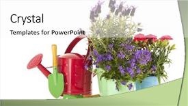  Presentation with blue flower - Colorful PPT layouts enhanced with lavender stoechas and dianthus in blue flower pot isolated over white background backdrop and a white colored foreground