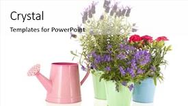  Presentation with blue flower - Colorful presentation design enhanced with lavender stoechas and dianthus in blue flower pot isolated over white background backdrop and a white colored foreground