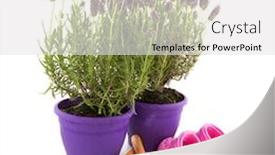  Presentation with garden tools - Beautiful presentation theme featuring lavender stoechas plants with garden tools and shoes backdrop and a white colored foreground