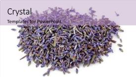  Presentation with brown sugar isolated on white - Cool new presentation design with lavender tea isolated on the white background backdrop and a light blue colored foreground