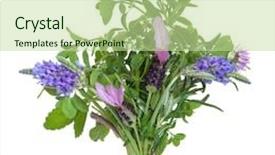  Presentation with posy - Amazing PPT layouts having lavender thyme and chive flowers with rosemary and lemon balm herb leaf sprigs tied in a posy isolated over white background backdrop and a mint green colored foreground