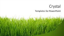  Presentation with green lawn - Slide set featuring lawn - green grass frame over white background and a white colored foreground