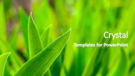  Presentation with green lawn - Presentation consisting of lawn mowing - close-up image of fresh spring background and a shamrock green colored foreground