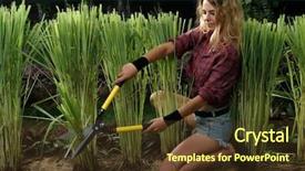  Presentation with lathe cutting tools - Cool new presentation design with lawn service - young gardener woman cutting backdrop and a tawny brown colored foreground