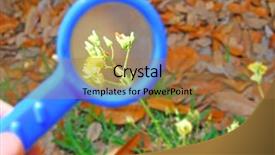  Presentation with magnifying glass - PPT theme consisting of lawncare - magnifying glass being used background and a coral colored foreground