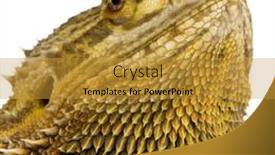  Presentation with dragon - Cool new theme with lawson-s-dragon-in-front backdrop and a gold colored foreground