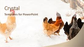  Presentation with farming - Colorful slide deck enhanced with layer farming - chickens on the farm backdrop and a cream colored foreground
