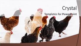  Presentation with farming - Slide deck having layer farming - chickens on the farm background and a pink colored foreground