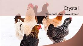  Presentation with farming - Cool new PPT theme with layer farming - chickens on the farm backdrop and a soft green colored foreground