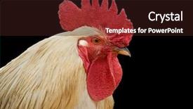  Presentation with farming - Cool new presentation design with layer farming - cock backdrop and a wine colored foreground