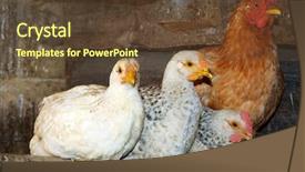  Presentation with farming - Amazing slide set having layer farming - three chickens element of design backdrop and a tawny brown colored foreground
