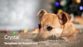  Presentation with dog christmas - Colorful presentation design enhanced with small cute funny dog laying backdrop and a coral colored foreground