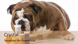  Presentation with english bulldog - Slide set having laying beside several pill bottle background and a coral colored foreground