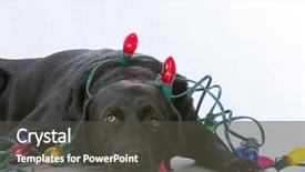  Presentation with cute christmas pug puppy dog - Audience pleasing PPT layouts consisting of laying down surrounded with christmas backdrop and a  colored foreground