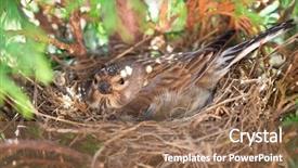  Presentation with bird eggs - Presentation enhanced with laying eggs in the nest background and a coral colored foreground