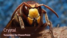  Presentation with hornet - PPT theme enhanced with hymenoptera - laying hornet close-up background and a wine colored foreground