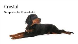  Presentation with puppy - Audience pleasing presentation theme consisting of laying puppy gordon setter dog backdrop and a  colored foreground