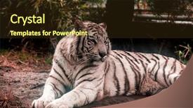  Presentation with lays - PPT layouts consisting of lays in the zoo aviary background and a tawny brown colored foreground