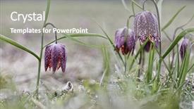  Presentation with wild flower - Presentation design consisting of lazarus - drooping tulip a meadow springflower background and a gray colored foreground