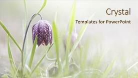 Presentation with spring - PPT theme consisting of lazarus - spring flowering wildflower fritillaria meleagris background and a cream colored foreground