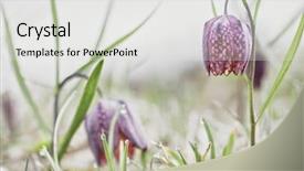  Presentation with blooming lotus flower of pink - Audience pleasing PPT layouts consisting of lazarus - spring flowering wildflower fritillaria meleagris backdrop and a light gray colored foreground