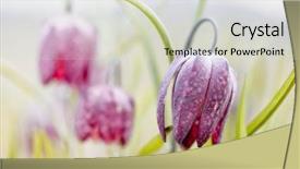  Presentation with wildflower meadow - PPT theme enhanced with lazarus - wild spring meadow flower fritillaria background and a soft green colored foreground